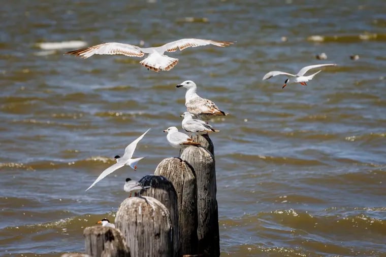 Shorebirds on old pier pilings at Delaware Bay in Heislerville, Cumberland County.