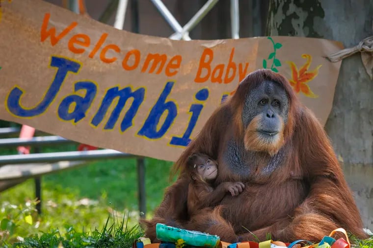 The Philadelphia Zoo presents Jambi, a male baby Sumatran orangutan, to the public on Wednesday. He clings to his mother Tua, who birthed him in June.