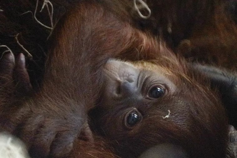 The Philadelphia Zoo’s baby Sumatran orangutan, the first birth of this species at the Zoo in 15 years, on June 26.