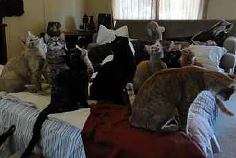 A congregation of cats in a scene from Animal Planet's six-part 'Confessions of an Animal Hoarder.' (TIM HARDY)