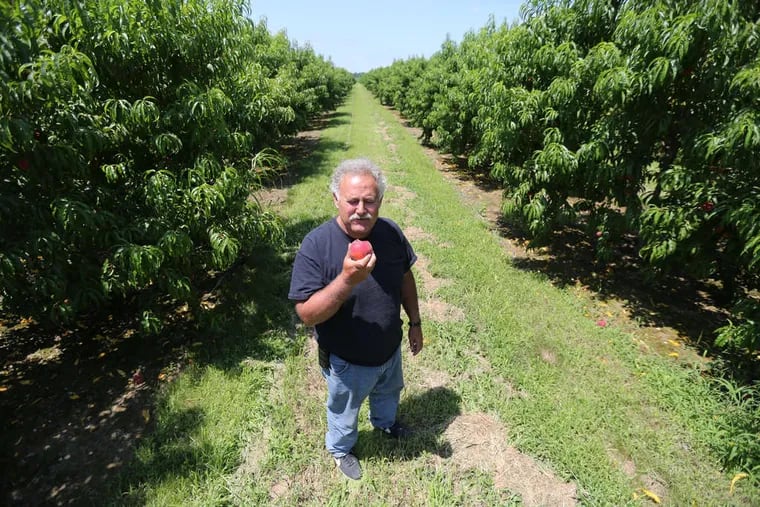 File photo: Santo Maccherone, president of the New Jersey Peach Promotion Council, seen in 2015.
