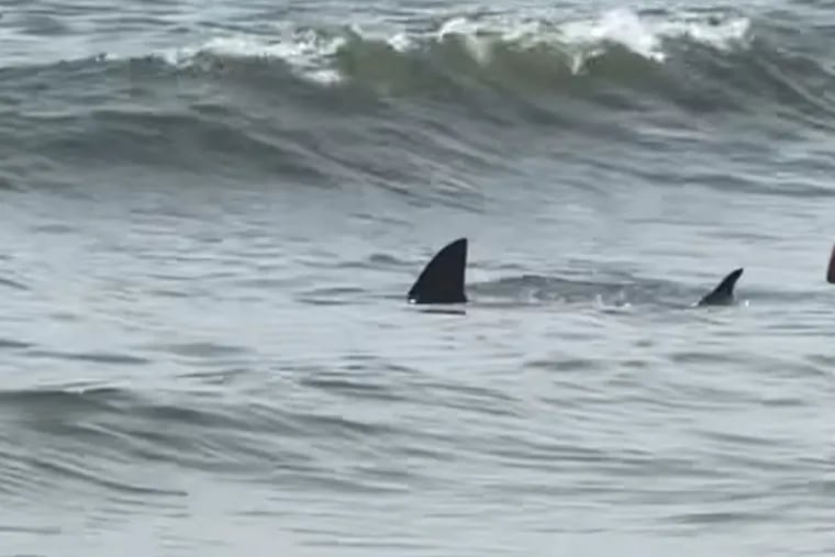 A screen grab of a widely circulated video on Facebook shows the fins of the shark that swam into knee deep water in Cape May Point on Monday, August 5, 2024.