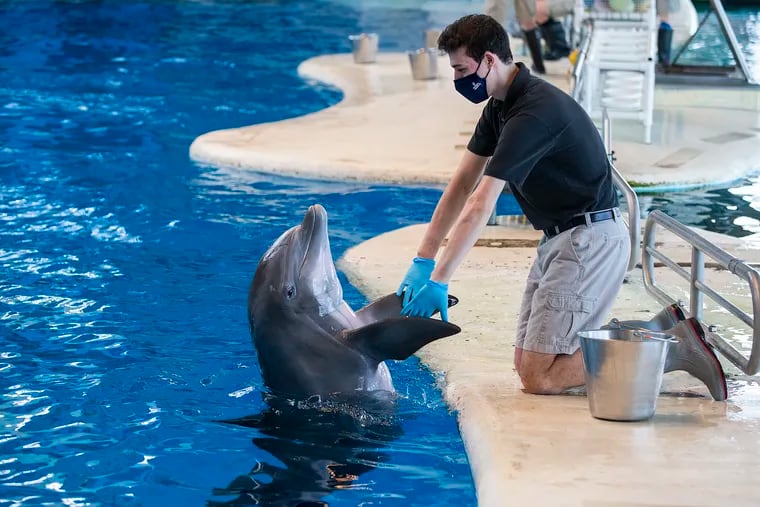Swarthmore College basketball's Julian Levin trains dolphins at Baltimore's  National Aquarium