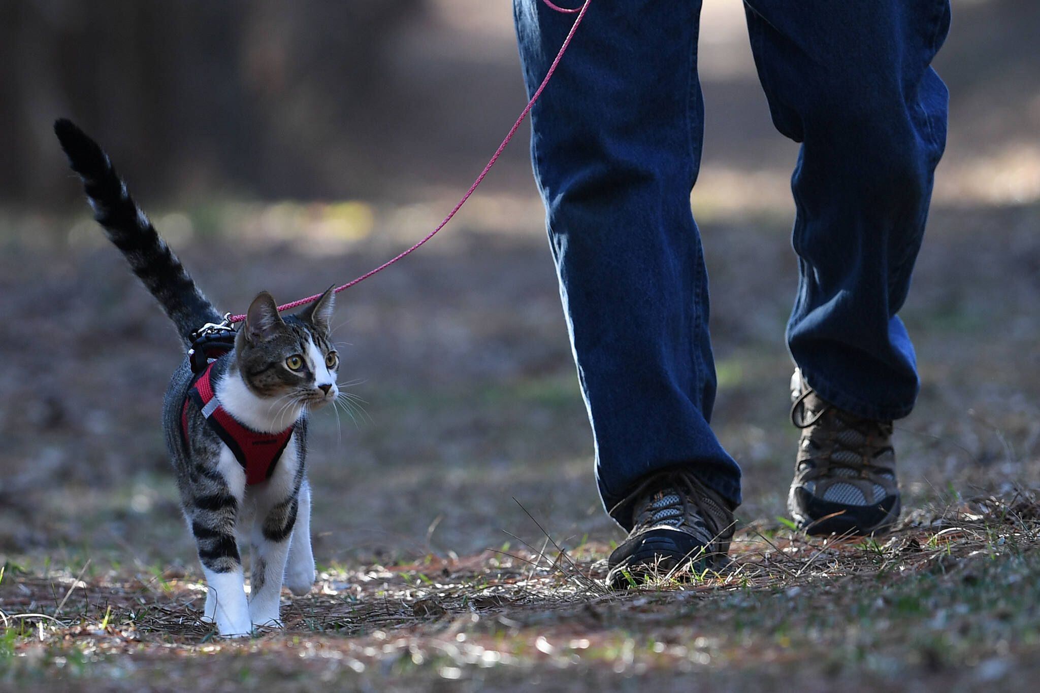 19 best pet products for dogs and cats, according to pet owners