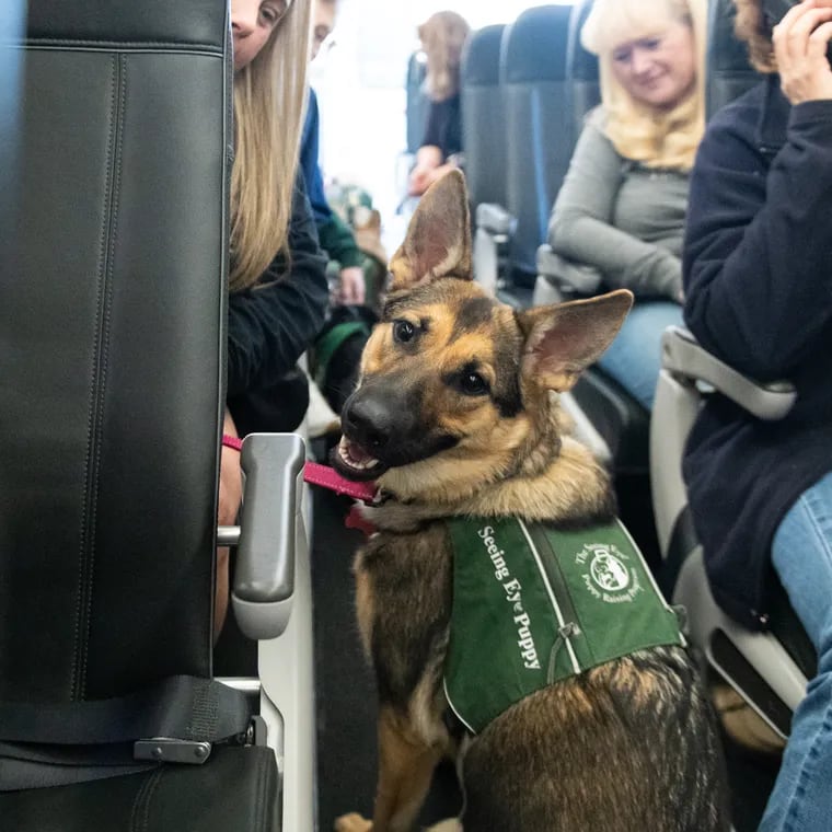 A group of 43 Seeing Eye dogs in training and their handlers sit on a plane for a training exercise at Philadelphia International Airport on Saturday. These four-legged pups are learning how to assist travelers with visual impairments.