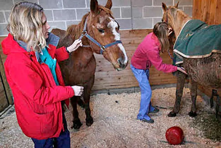 Nicole Paul (left) of Penn's Veterinary School and Katherine Polak, a Veterinary Science student at Iowa State, examine two of the seized horses. (ALEJANDRO A. ALVAREZ / Staff photographer)