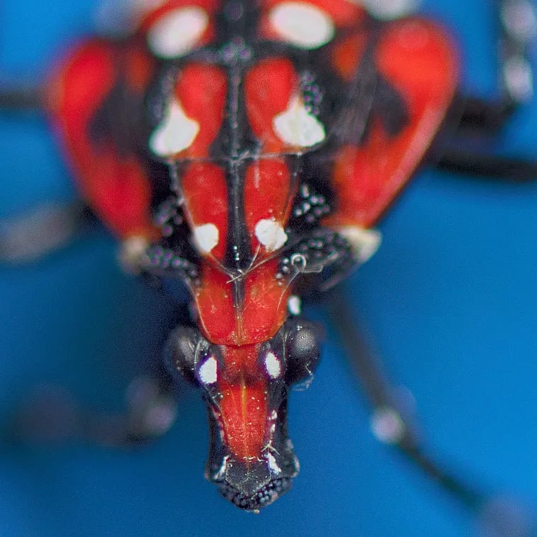 A spotted lanternfly (Lycorma delicatula) rests on a blue piece of paper in Swarthmore, Pa. In 2014, it was first recorded in the U.S., and it was soon considered an invasive species in eastern Pennsylvania, southwestern New Jersey, northern Delaware, northern Virginia, and eastern Maryland.