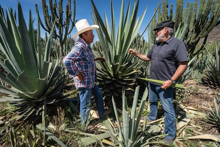 Mescalero Santos Juárez (left) and David Suro examine agave in Toliman, in Southern Jalisco, in Mexico, in February 2023.