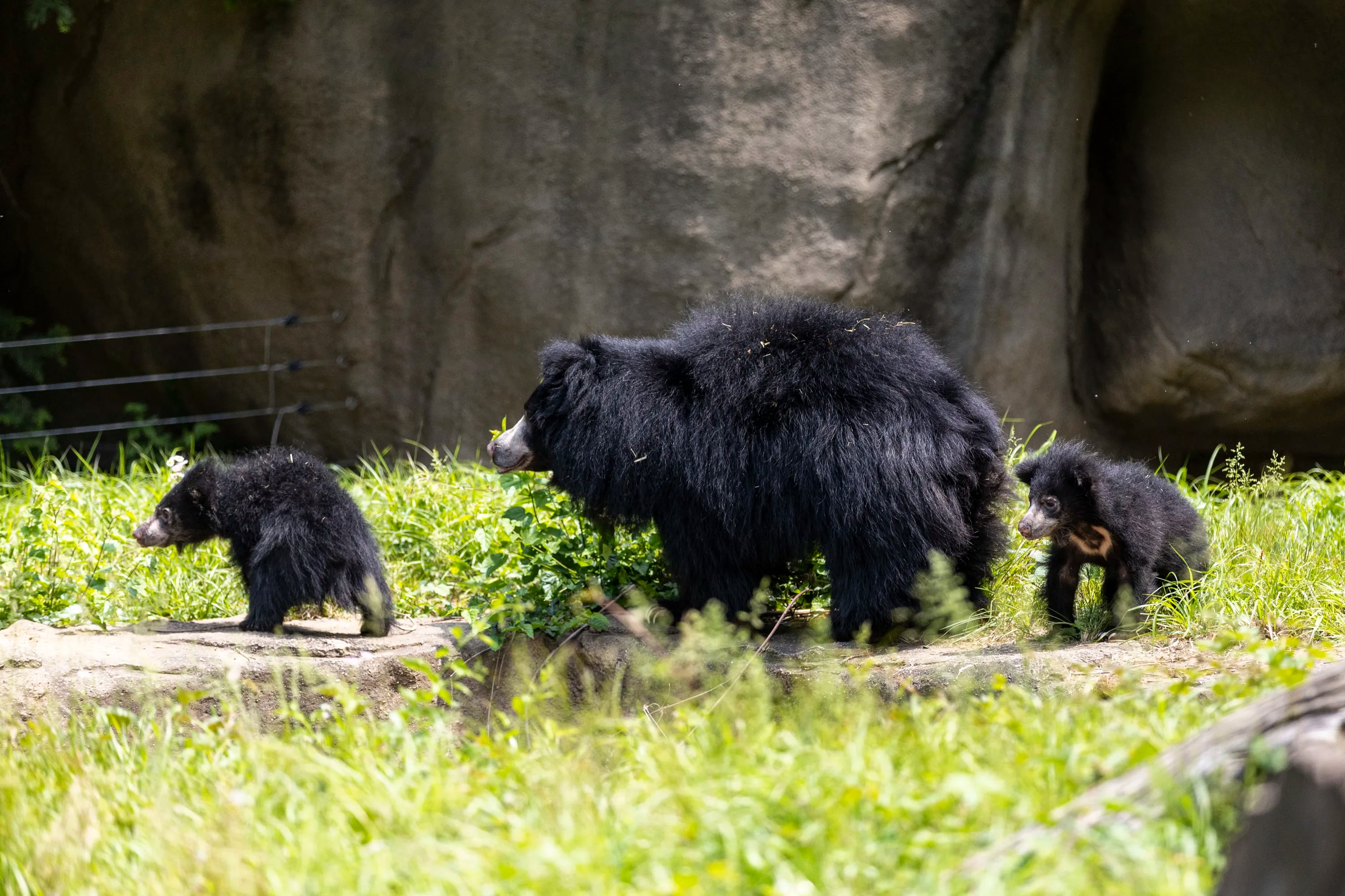 3000px x 2000px - The Philadelphia Zoo has new sloth bear cubs. Vote on their names!
