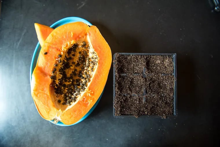 After removing their gelatinous outer coating, papaya seeds can be planted into a garden tray filled with seed starter mix.