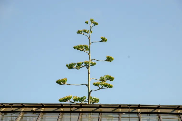 Longwood Gardens' century plant, also knows as Agave americana, has sprouted a stalk that now towers above the roof of the greenhouse, to flower once before it dies. The plant will be in full bloom in mid-July.