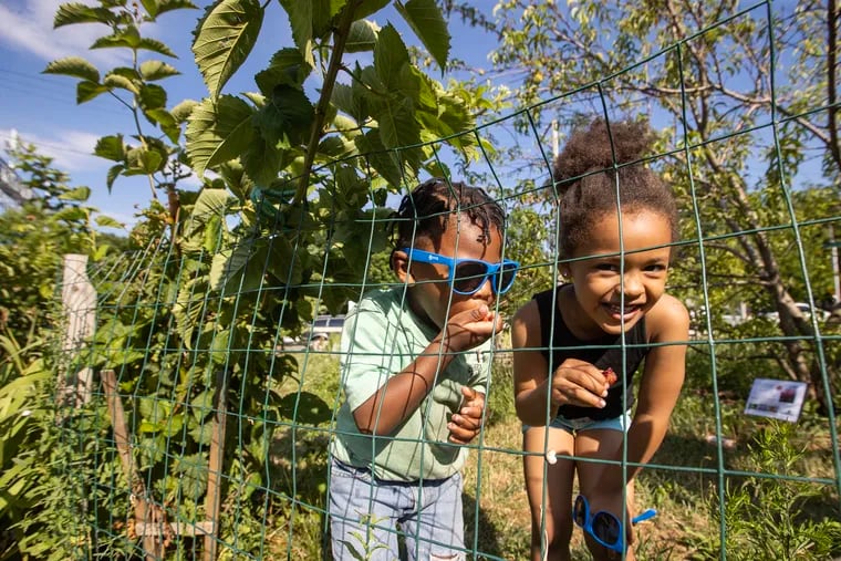 Two youngsters pick berries off of a bush at the Tioga-Hope Park and Garden on June 28, 2024. Gardeners came out to a unity dinner to celebrate green space and push the city's agricultural plan.