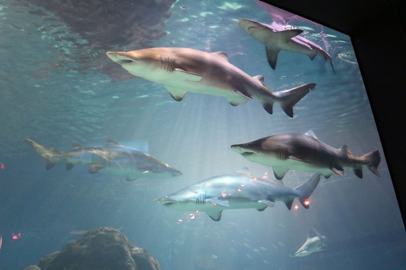 which aquarium had shark bridge
