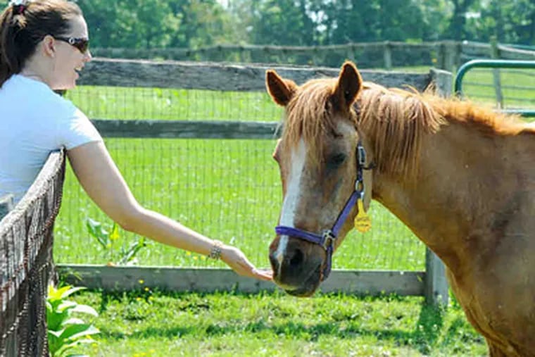 Ryerss employee Sarah Barnshaw gives a carrot to Dancer, who was a racer in California before coming to the farm about 19 years ago. Dancer is among 79 horses at Ryerss. (Clem Murray / Staff Photographer)