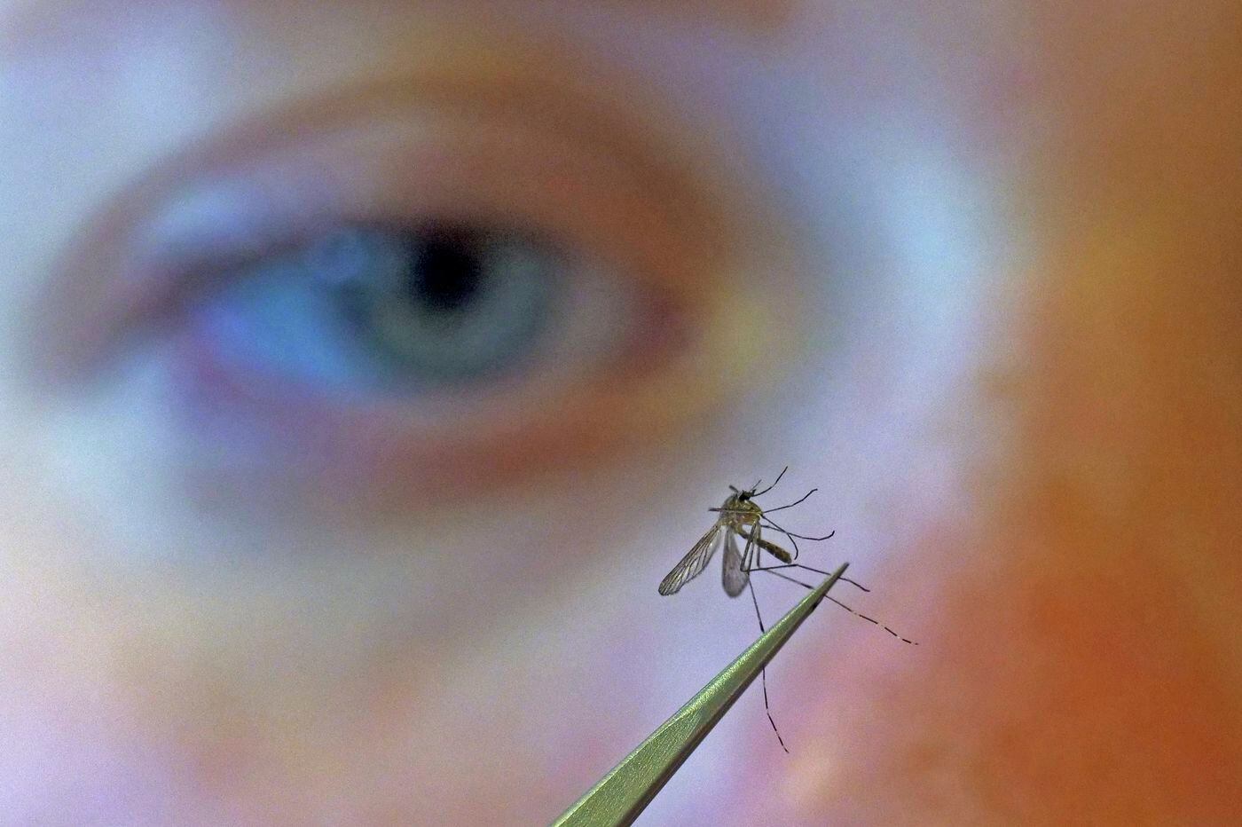 Mosquitoes Arrive Earlier Stay Later In Philly Region Because Of Climate Change Data Suggest