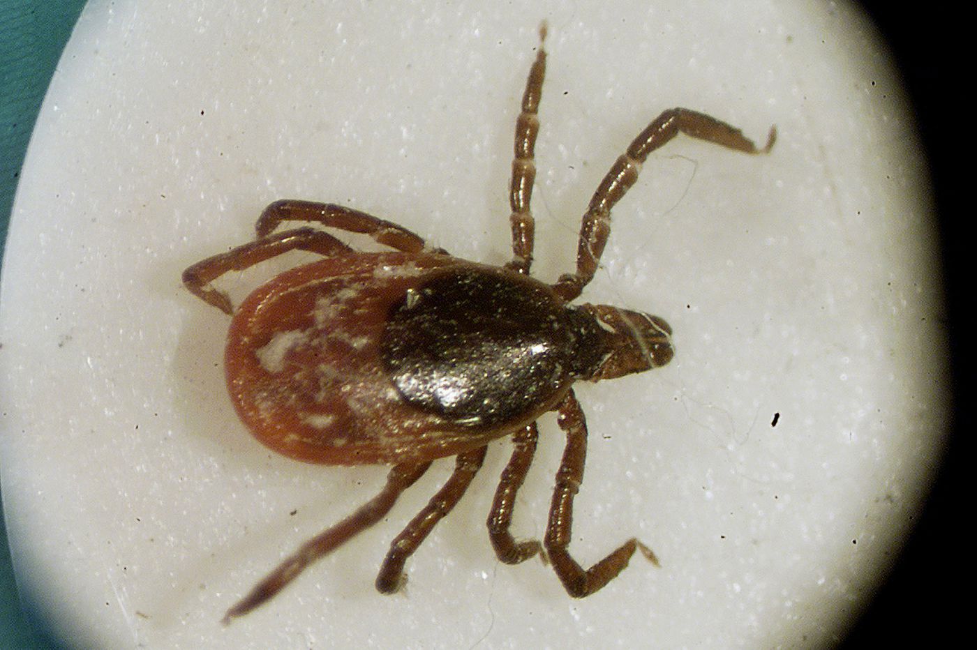 Nj Has At Least 11 Tick Species And Some Are Making Us Sick - 