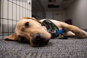 Service Pup-In-Training Joins the Philadelphia Phillies – NBC10 Philadelphia