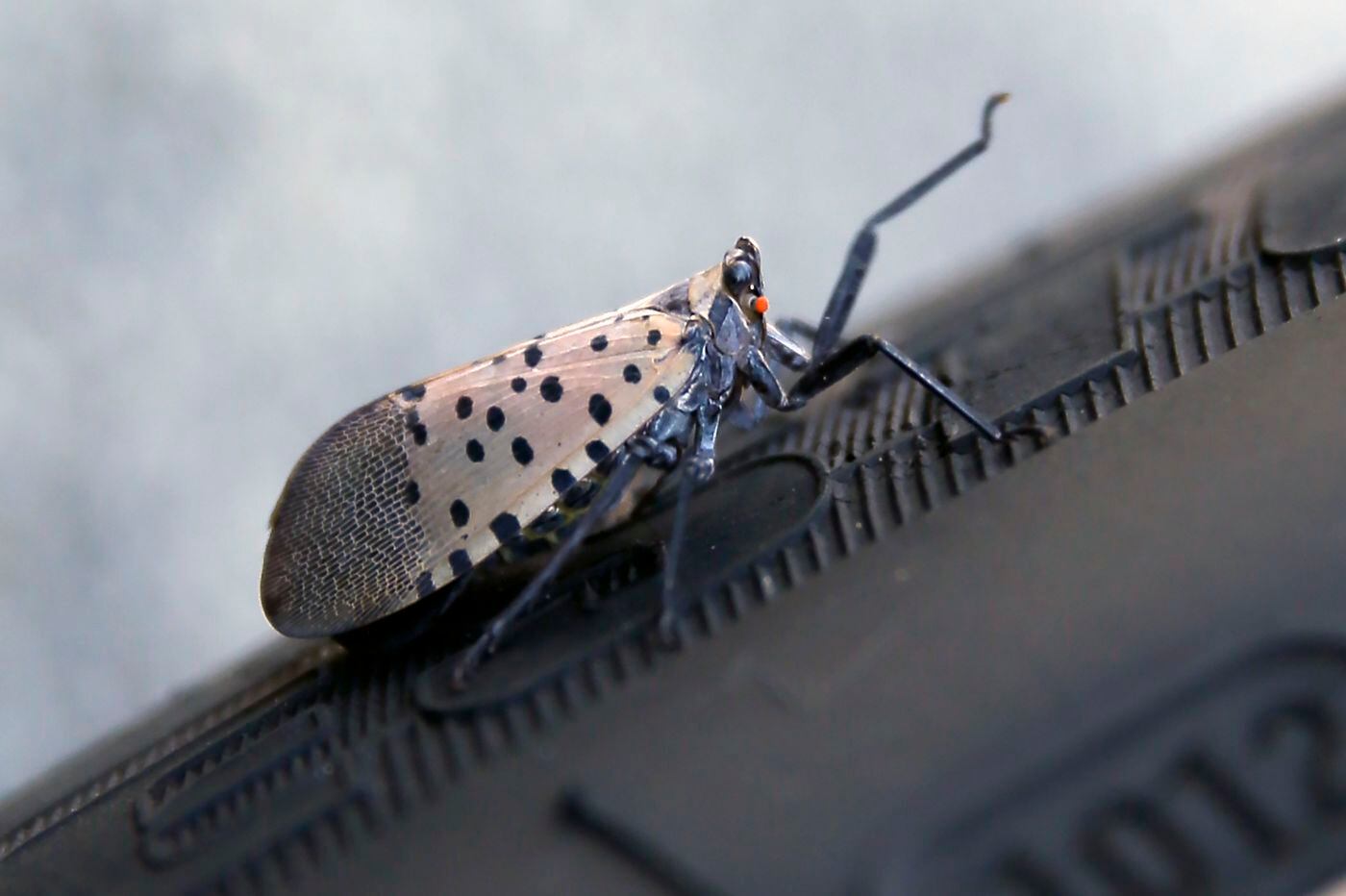 Spotted Lanternfly Killing The Invasive Species Is Your New Pandemic Hobby