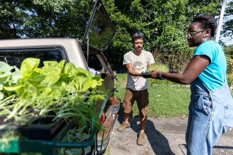 Michael Muehlbauer, of Germantown, left, with Grumble Thorpe historic house and gardens and the Fair Amount Food Forest, is picking up seedlings for the two gardens at the City Harvest PHS program at Awbury Arboretum with the help from volunteer Gracia Akpali, 29, of Nicetown, in Philadelphia, Pa., on Saturday, Aug., 10, 2024.