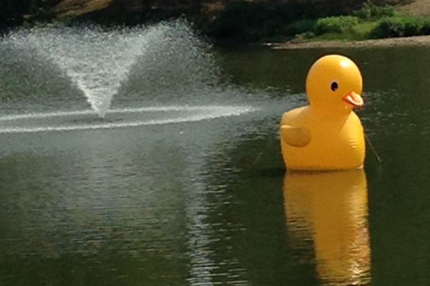 big duck float