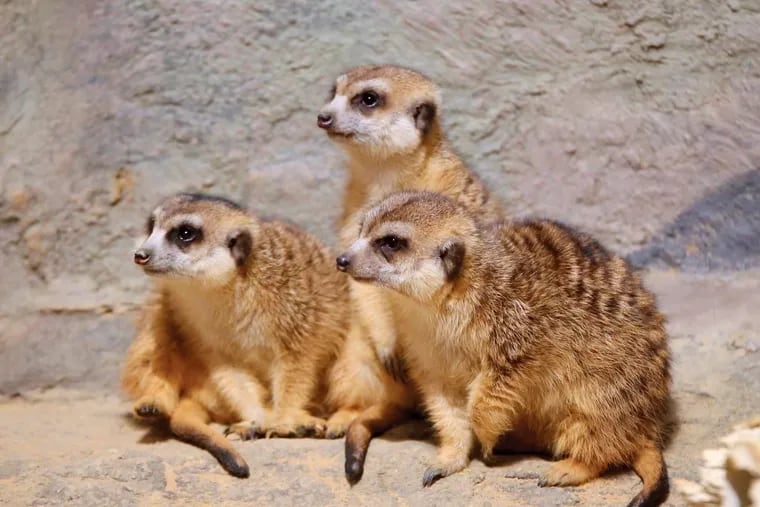 Three of the Philadelphia Zoo's five meerkats — Lula, Nya, and Kgala — who died after an apparently accidental toxic incident this month.