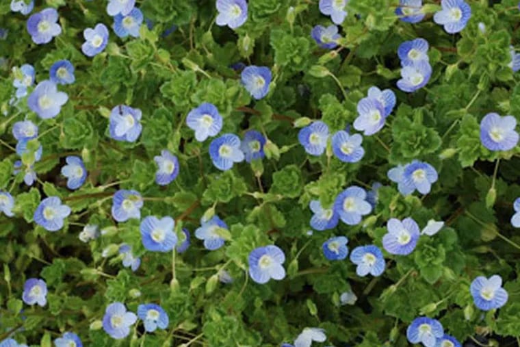 Field speedwell, in addition to its beauty, makes a great herbal tea loaded with medicinal properties.