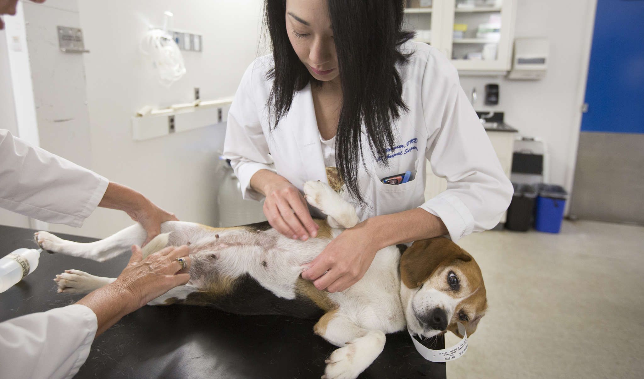 Treating Dogs With Breast Cancer And Aiding Research For Humans