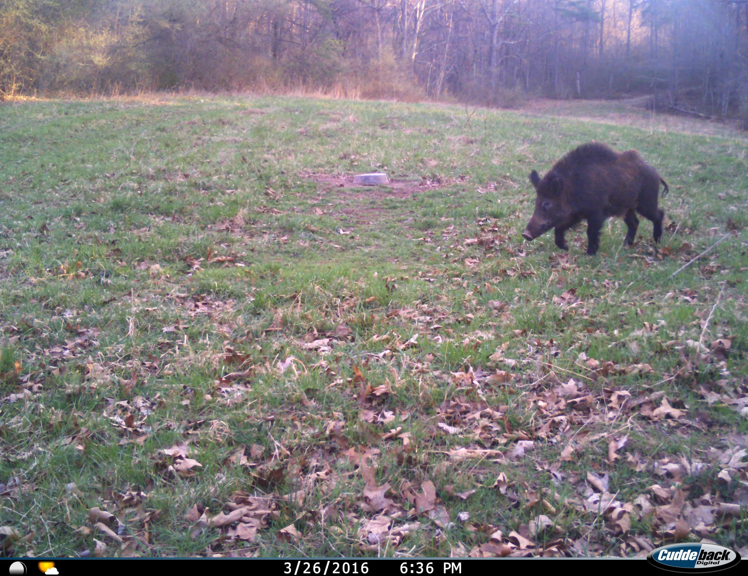 Feral Hogs Are the Worst Invasive Species You've Never Thought