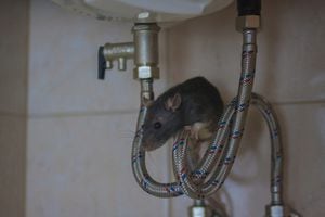 Mice are not nice for first hotel trip, Consumer rights