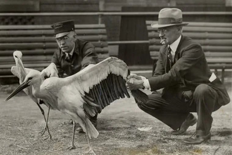 April4, 1931. John Regan, keeper, and C. Emerson Brown (right), superintendent of the Philadelphia Zoological Gardens, photographed with two of the European white storks that are among springtime arrivals.