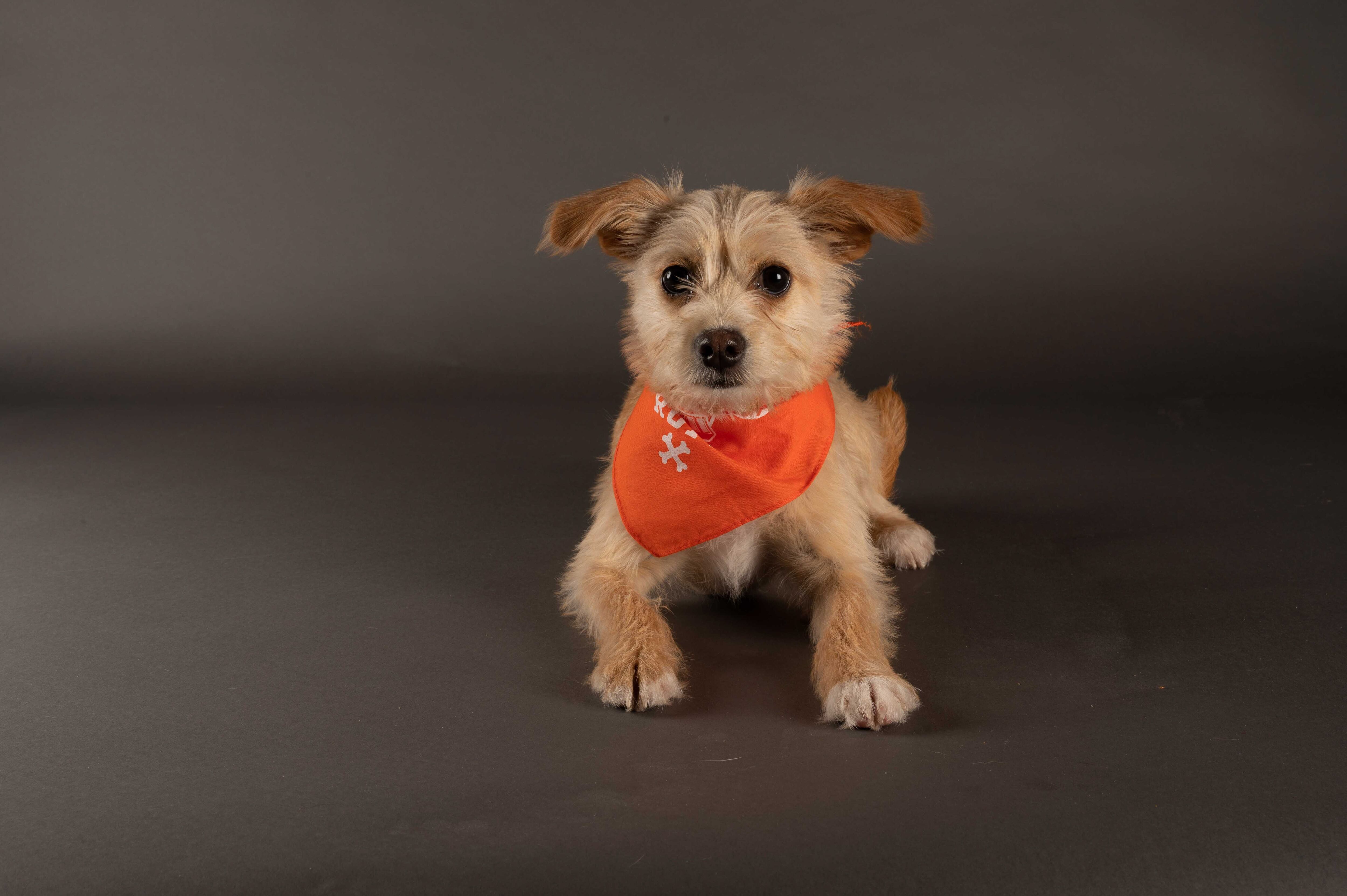 Meet This Year's Philly-Area Puppy Bowl Contestants