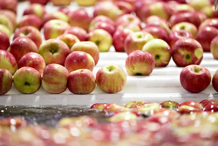 Washington's organic apple acreage grew 37 percent - Good Fruit Grower