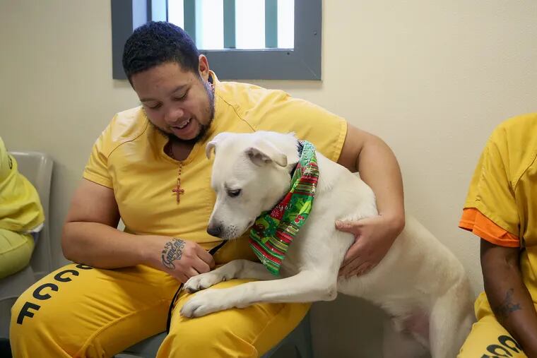 Spence the dog jumps onto Earl Wiles during the third Friends for Vets service dog graduation ceremony at the Camden County Correctional Facility in Camden, N.J., on Monday, Dec. 10, 2018. The program allows Wiles and other inmates to train service dogs, which are they given to military veterans. TIM TAI / Staff Photographer