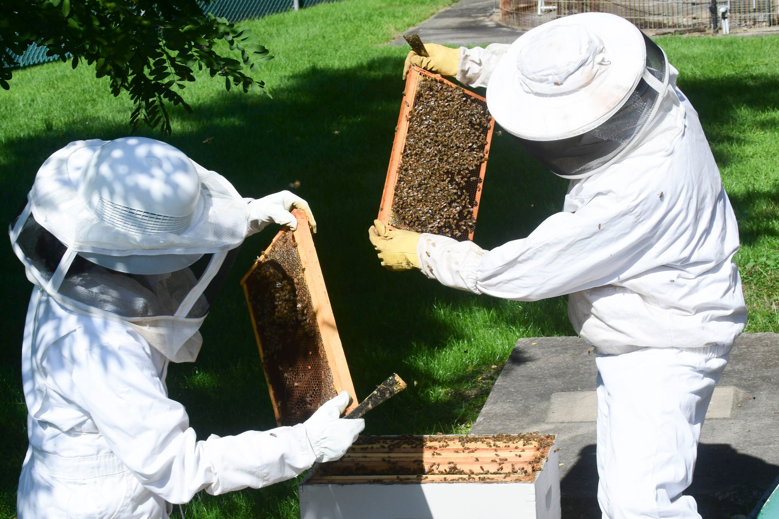 Abell Pest Control Raised Awareness for World Honey Bee Day - Pest