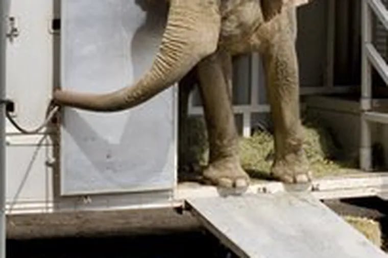 Dulary steps out of her transport trailer and into her new home in rural Tennessee. &quot;It&#0039;s going to be a little sad,&quot; said the elephant&#0039;s Philadelphia trainer, &quot;but she&#0039;s already made friends here.&quot;