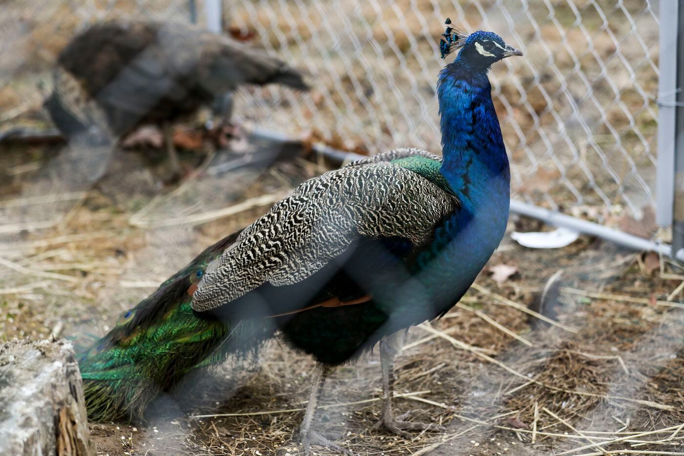 Popeye the peacock was killed and now his New Jersey town is trying to ...