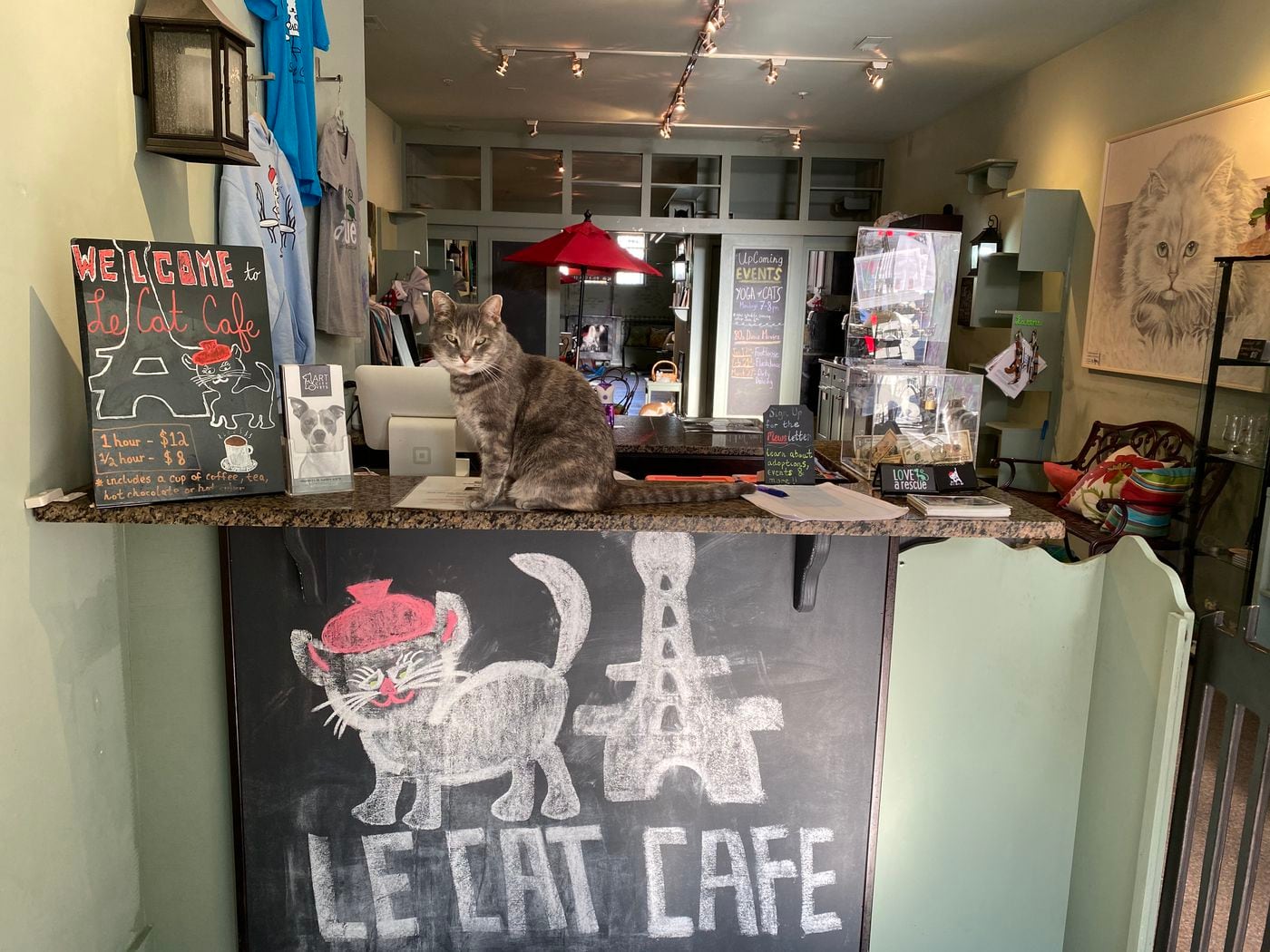 What s a cat  cafe  to do during the coronavirus pandemic 