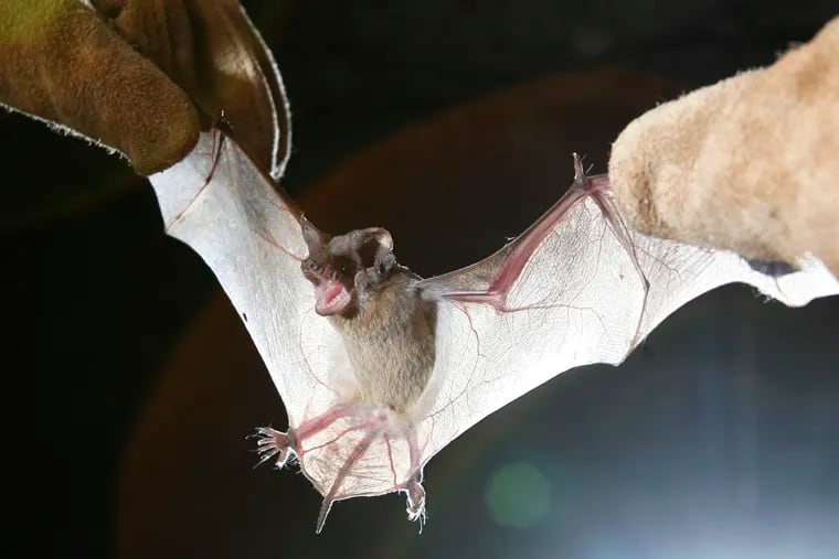 Kathleen O'Brien writes that she willingly shares her property with deer, rabbits, and foxes because those animals have the good manners to live elsewhere. Bats, however, are a different story.