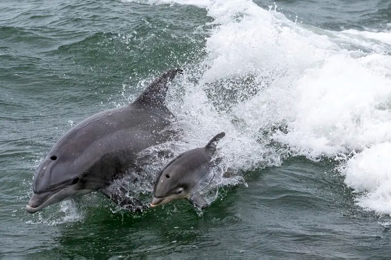 Finding old dolphin friends and other life lessons at the Jersey Shore