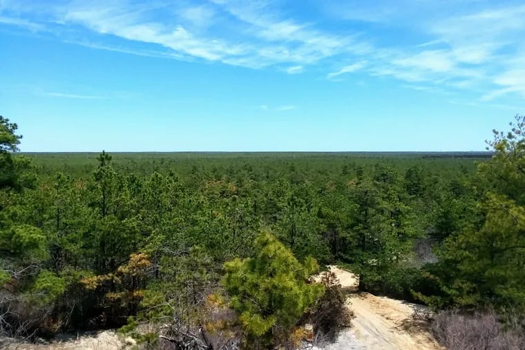 A view of the New Jersey Pine Barrens in Ocean County.