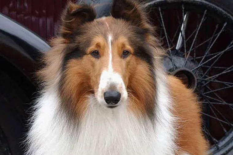 The Story Of Lassie  The Hollywood Collection 