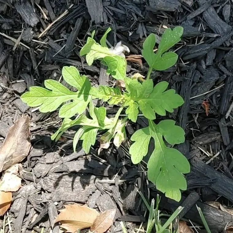 An incipient ragweed plant in Burlington County last August. Ragweed grows just about anywhere and everywhere and it's a source of torment for as many as 50 million Americans.