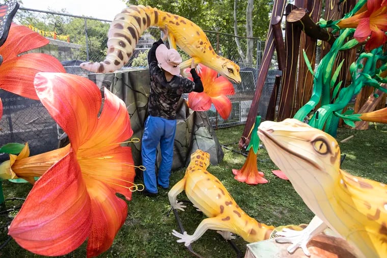 Work continues on setting up the display titled Galahs and Trumpet Vines for the Philadelphia Chinese Lantern Festival on June 12, 2024. This area contains lizards, flowers, butterflies and birds. 