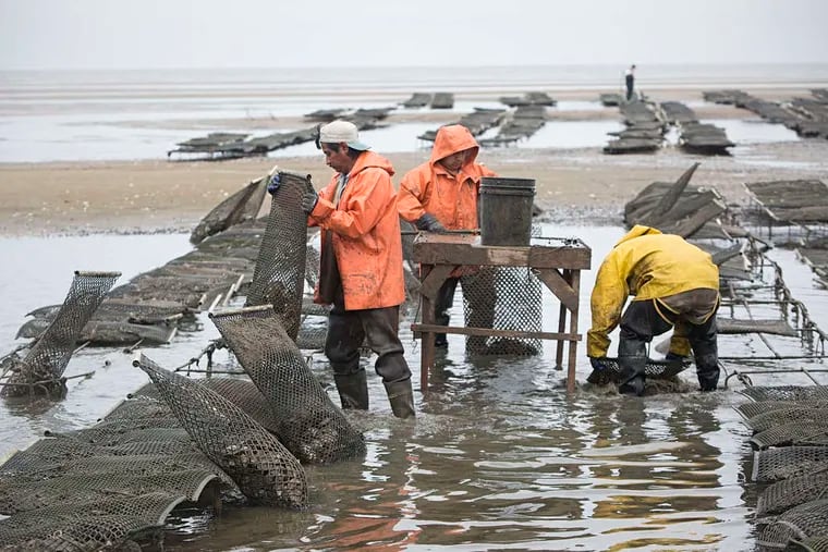 At the Atlantic Capes Fisheries oyster beds, Heladio Martinez (from left), Jacobo Perez, and Moises Morales sort through freshly harvested Cape May Salts.