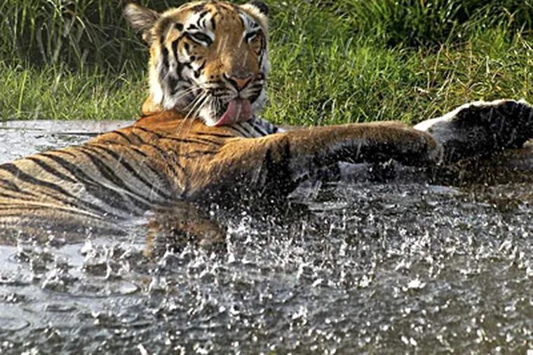 Illustration majestic bengal tiger resting or sleeping full body