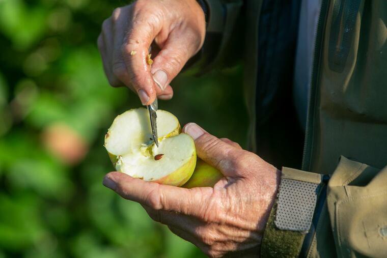 "Farmer Norm" Schultz cutting into a Stayman apple to look at the color of the seeds as a guide for when these can be picked at Linvilla Orchards.