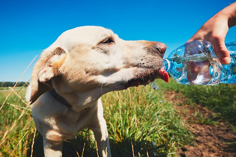 Hydration is important on hot days.