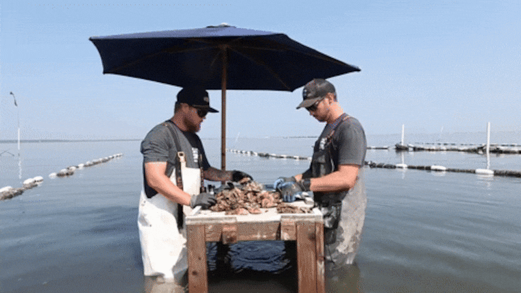 Tim Gallagher, 33, of Northfield, N.J., associate harvest and marketing manager, and Shaugn Juckett, 43, of Summers Point, N.J., Head of Operations, at their oyster farm in Galloway, N.J