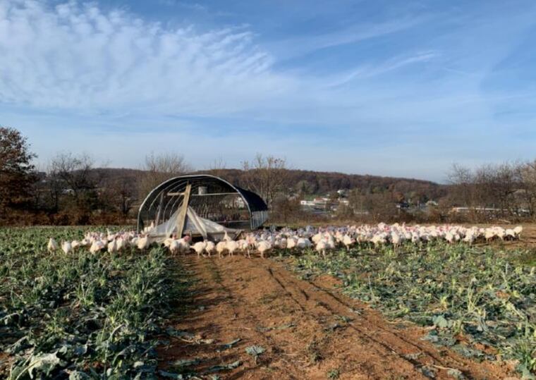 Find Lancaster Farm Fresh turkeys at Martindale's Natural Market.