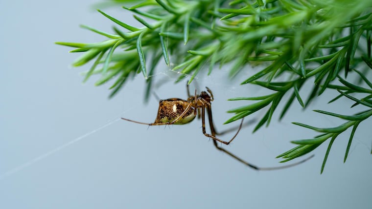 A joro spider on a web with a green pine tree background. (Mohamed Rizly/Dreamstime/TNS)